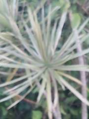 Dracaena reflexa angustifolia