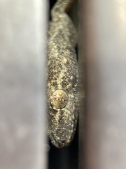 Gekko japonicus