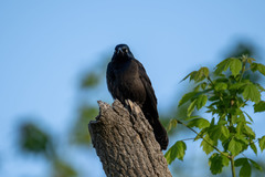 Quiscalus quiscula versicolor