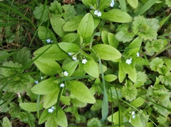 Myosotis sparsiflora