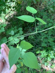 Phaseolus polystachios