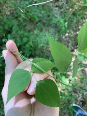 Phaseolus polystachios