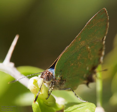 Cyanophrys miserabilis