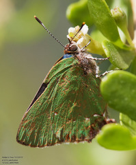 Cyanophrys miserabilis