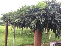 Wisteria floribunda