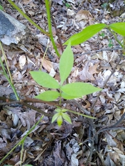Carya carolinae-septentrionalis