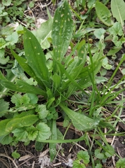 Plantago lanceolata