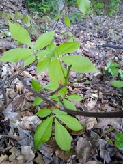 Carya carolinae-septentrionalis