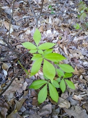 Carya carolinae-septentrionalis
