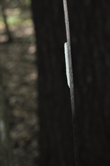 Parallelia