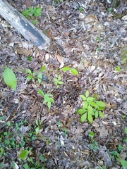 Carya carolinae-septentrionalis