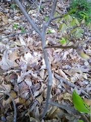 Carya carolinae-septentrionalis