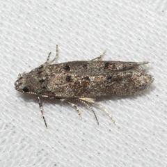 Exoteleia dodecella