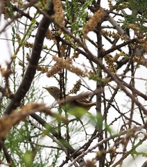 Phylloscopus bonelli