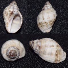 Gemophos tinctus
