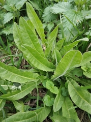Tracheophyta