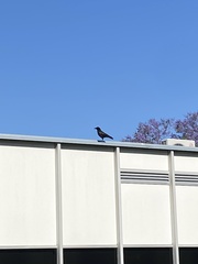 Corvus brachyrhynchos