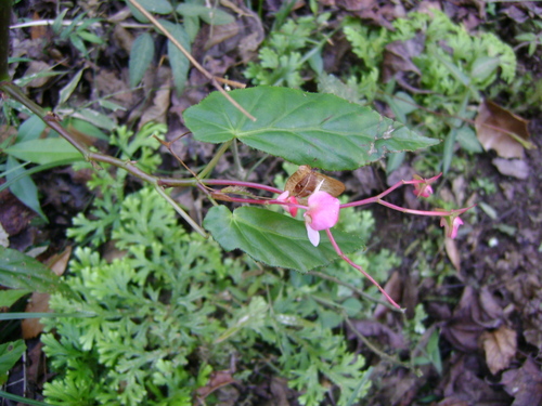 Image of Begonia incarnata by (c) Tereso Hernández Morales, some rights reserved (CC BY)