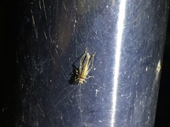 Svistella bifasciata