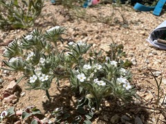 Greeneocharis similis