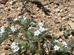 Greeneocharis similis