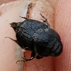 Onthophagus hecate