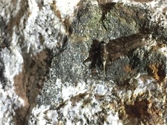 Loxoblemmus arietulus