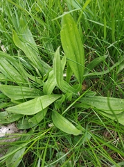 Plantago lanceolata