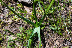 Toxicoscordion venenosum venenosum