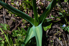 Toxicoscordion venenosum venenosum