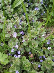Glechoma hederacea