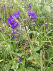 Anchusa officinalis