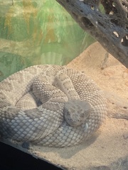 Crotalus catalinensis