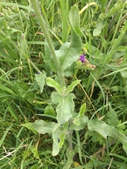 Anchusa officinalis