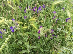 Anchusa officinalis