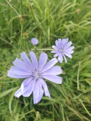 Cichorium intybus