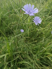 Cichorium intybus