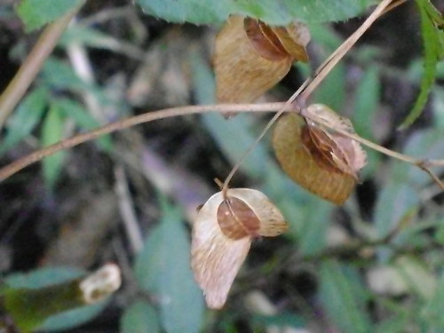 Image of Begonia incarnata by (c) Tereso Hernández Morales, some rights reserved (CC BY)