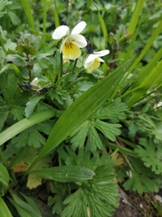 Viola arvensis