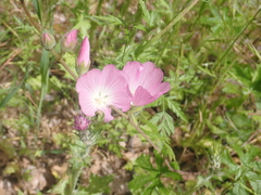 Sidalcea asprella asprella