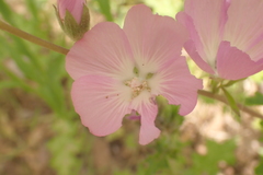 Sidalcea asprella asprella