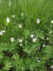 Viola arvensis