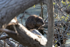 Ondatra zibethicus zibethicus