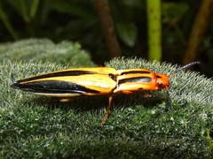 Semiotus intermedius