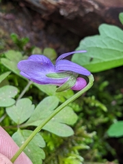 Viola howellii