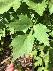 Levisticum