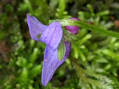 Viola howellii