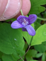 Viola howellii