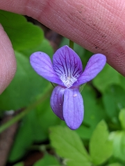 Viola howellii