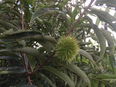 Castanea crenata